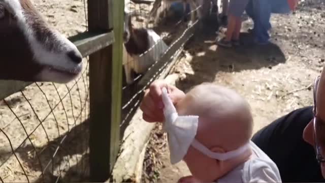 Funny Baby With animal😍😂