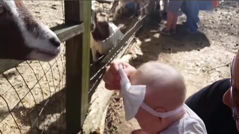 Funny Baby With animal😍😂