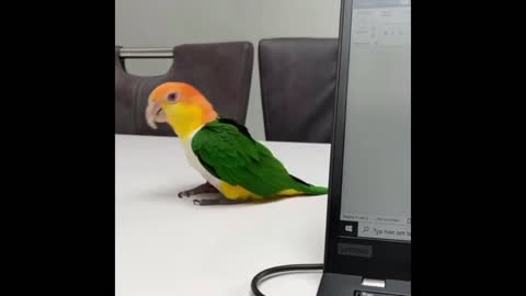 Parrot Tries To Scare Owner By Jumping From Behind The Laptop Repeatedly