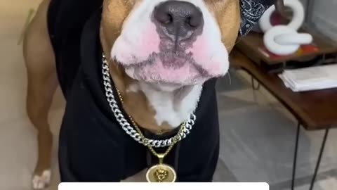 Gagster dog that talks!!!!!!!!!!!