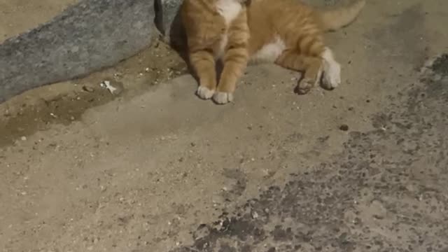 Isn't the cat around you cute?