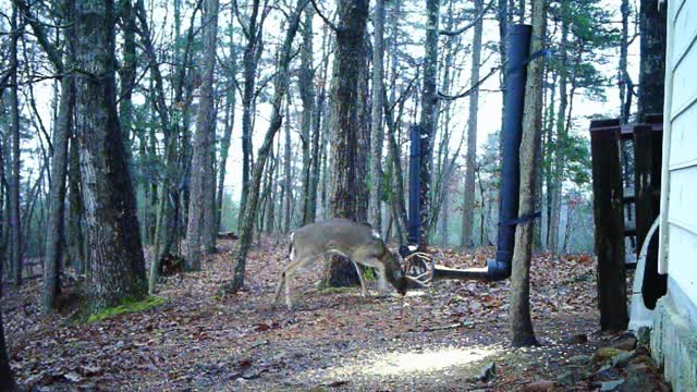 The Woods - 12/17/2020