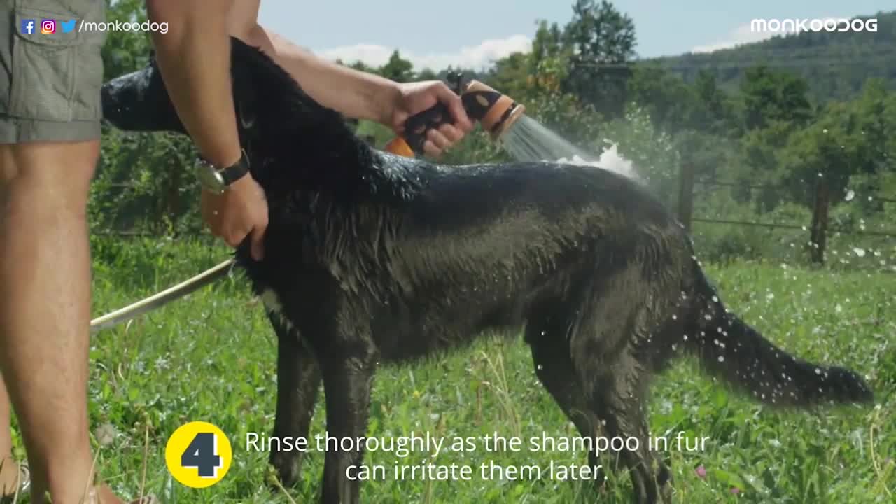 How to clean your dog properly