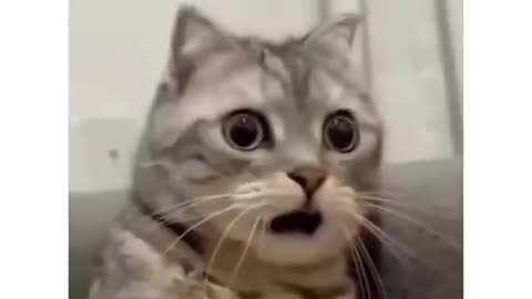 funny cats video 2024 🤣🤣