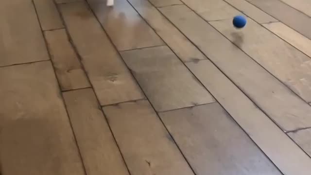 Pussy Playing With Ball | Jump Run