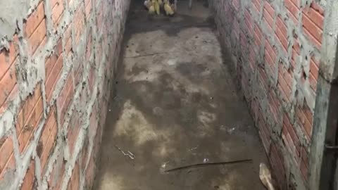 Mother Chicken protects chicks from Cobra