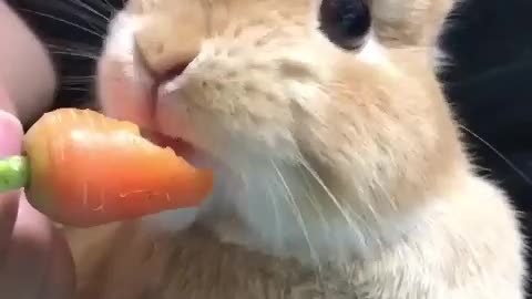 Cute brown bunny 🐰... enjoying it's small radish... 🐰🐰