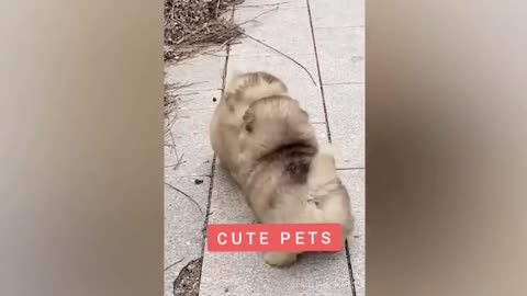 #funny video #cute pets #laugh 🤣🤣🤣