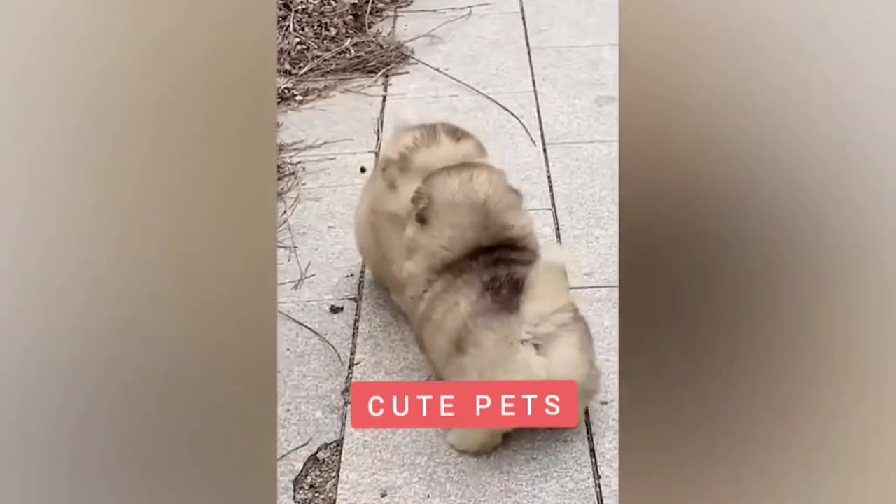 #funny video #cute pets #laugh 🤣🤣🤣