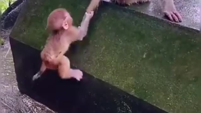 Best Funny Animal Videos of the year (2021), funniest animals ever. relax with cute animals.AWW anim