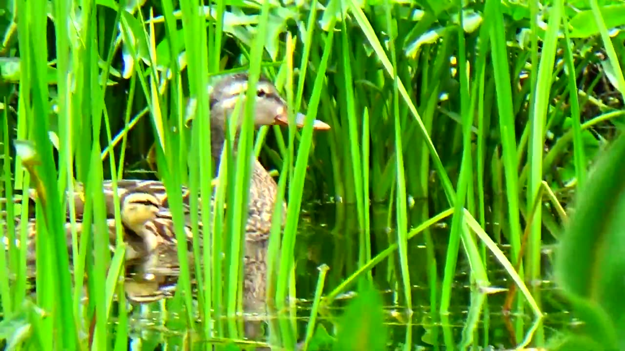 Mallard Duck Family