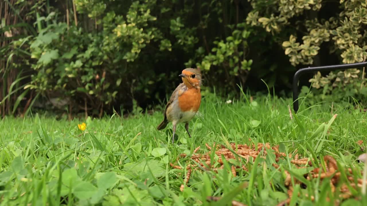 Cheeky Robin