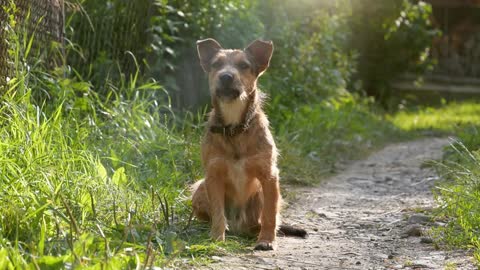 Small dog sits on the ground, looks at the camera and barks