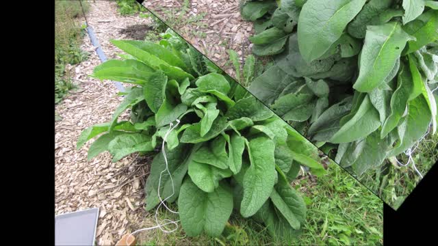 A Great Companion Comfrey September 2021