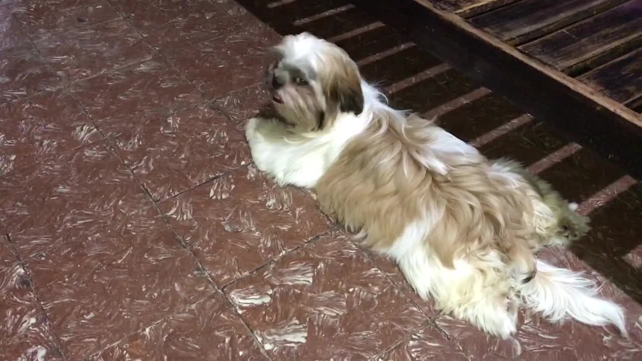 SHIH TZU | 5 MONTHS OLD | TRI-COLOR