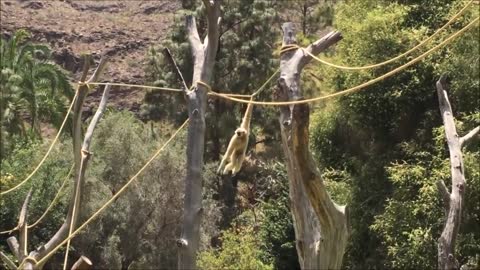 grazy gibbons that are playing.(funny)