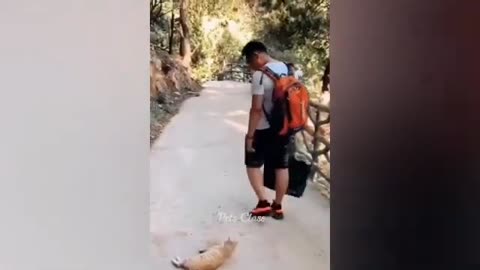 The Funniest Dogs and Cats Videos #35 in 2023's Funny Animal Videos