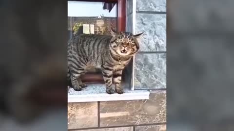 Watch these cats talking !! these cats can speak English better than humans