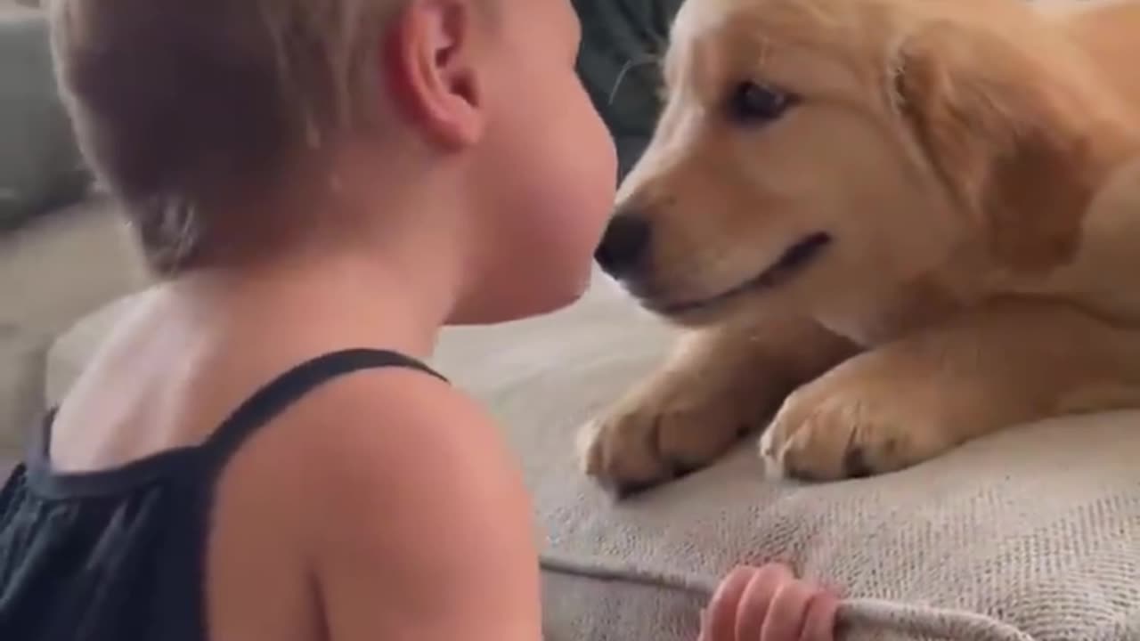 Adorable Puppy Plays with Kid