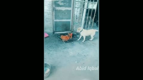 dog vs chicken fight (aggressive chicken) part 2