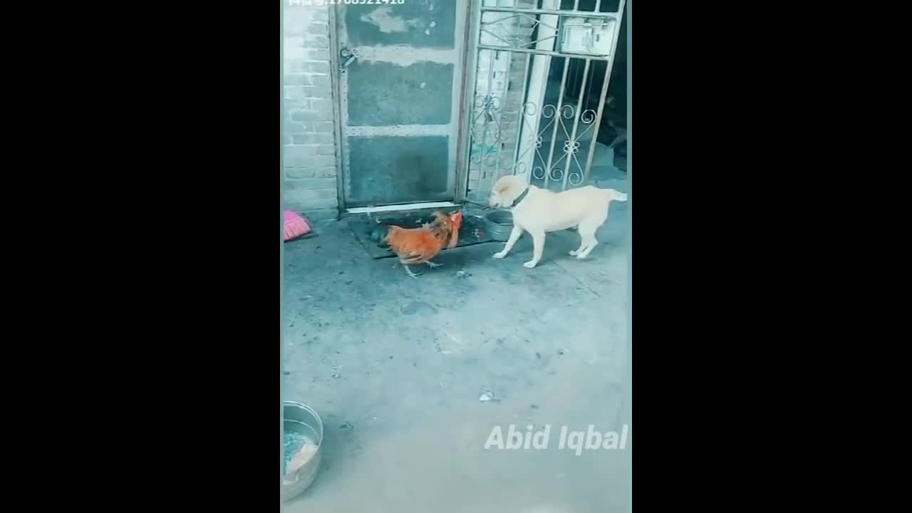 dog vs chicken fight (aggressive chicken) part 2