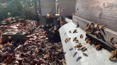 Bees in December