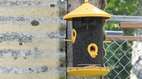 Backyard birds