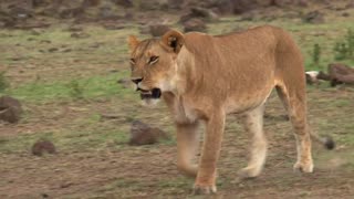 Lioness walking in the Savana
