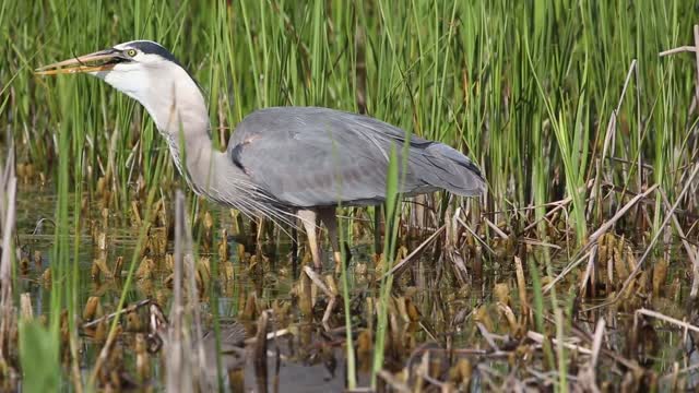 Great Blue Heron Swallows Baby Alligator