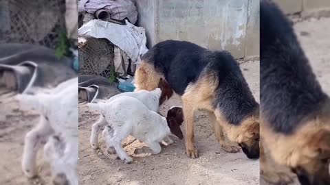 I can't believe you're eating a puppy's milk