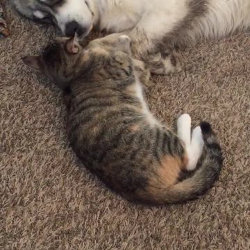 Gato super cariñoso se gana el corazón de cada perro que conoce