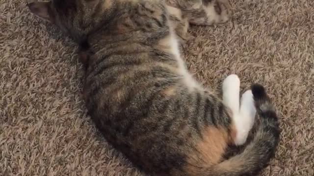 Gato super cariñoso se gana el corazón de cada perro que conoce