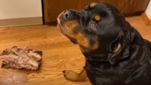 Rottweiler gets scolded for stealing the whole turkeyys