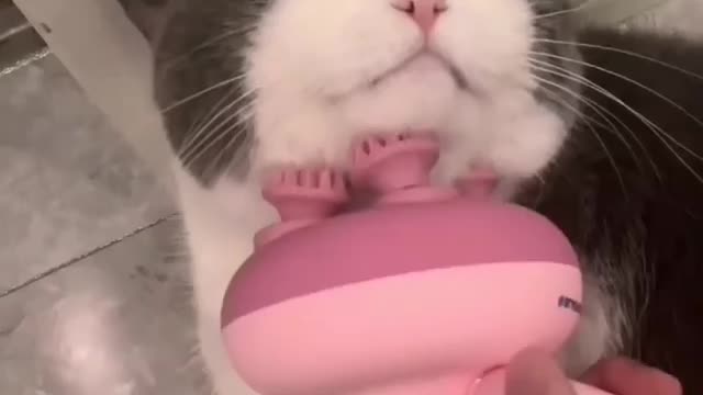 Cat got massage machine