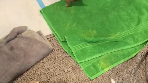 Pip playing with her pups