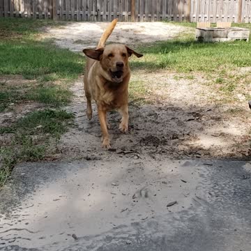 Brodie playing ball. He never gets tired of playing ball