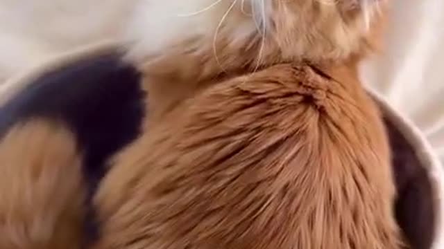 FUNNY CATS COMPILATION #2