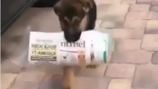 Hardworking puppy struggles to deliver newspaper