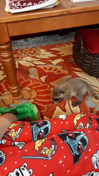 Koopur-Our Pet Raccoon-Finding His Walkability! (part 1 of 2)