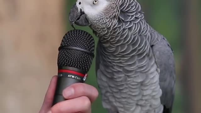 Talking Parrot