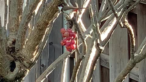 # Back Yard Birds Hawai’i Red Whiskered Bulbul’s