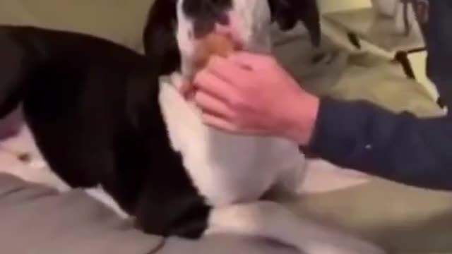Smart and funny dog 🐶. Training #shorts