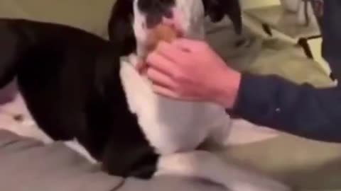 Smart and funny dog 🐶. Training #shorts