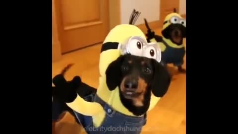 Funny puppyyy
