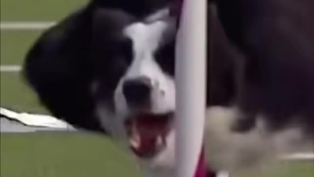 Fantastic dog ever