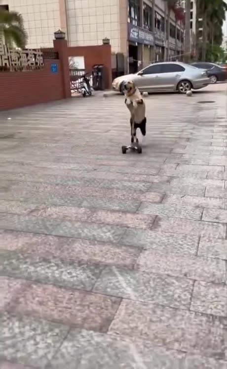 Even a dog have to learn a skill in china ❤️