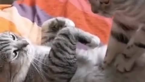 Cat's confusing behavior # Animal funny video