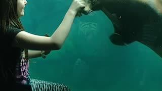 Seal plays tag with little girl at the zoo