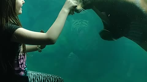 Seal plays tag with little girl at the zoo