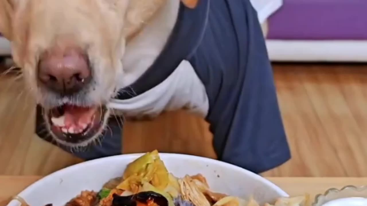 Labrador retriever eating food